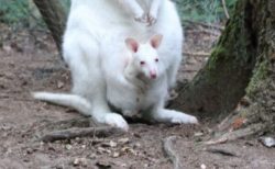 独の動物園で白いカンガルーの赤ちゃんが行方不明、誰かに盗まれたか？