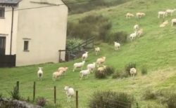 英で突然、群れの羊たちが動かなくなる！地元の人が異様な光景を撮影