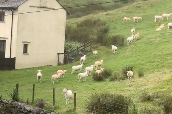 英で突然、群れの羊たちが動かなくなる！地元の人が異様な光景を撮影