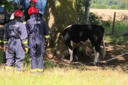 好奇心が強かった牛さん、野原で木に頭が挟まってしまう、消防士が救助