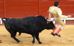 スペインの闘牛士が昨年に続き、再び牛の角でお尻を刺されてしまう