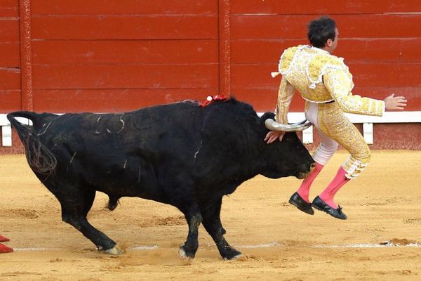 スペインの闘牛士が昨年に続き、再び牛の角でお尻を刺されてしまう