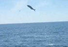 豪の海で大きなサバが飛び跳ね人間に激突、ボートに乗っていた男性が死亡