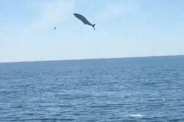 豪の海で大きなサバが飛び跳ね人間に激突、ボートに乗っていた男性が死亡