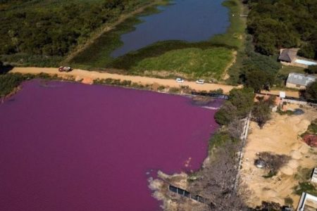 何故か湖の半分だけが紫色に染まる、魚や鳥も大量に死亡【パラグアイ】