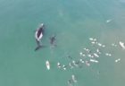 サーファーが巨大なクジラに遭遇、豪で撮影された映像がダイナミック