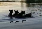 お母さんも大変…3匹のかわいい子供を背中に乗せて泳ぐクマを目撃