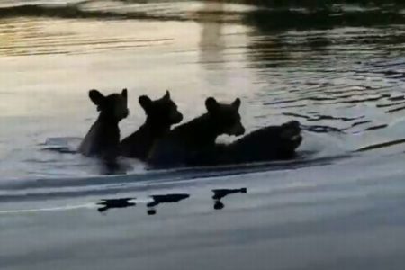 お母さんも大変…3匹のかわいい子供を背中に乗せて泳ぐクマを目撃