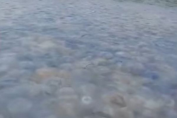 ウクライナでクラゲが大量発生、カヌーを漕いでいた人もびっくり