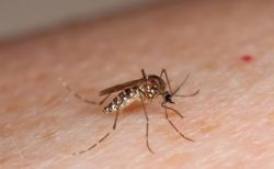 遺伝子組み換えされた蚊14万4000匹を自然に放つ大規模実験、米フロリダ州で開始