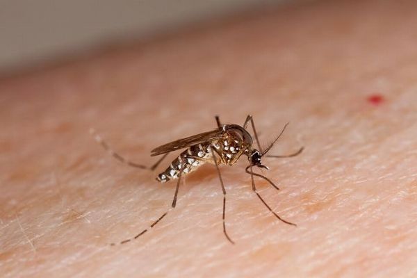 遺伝的に改変された蚊、7億5000万匹を自然界に放つ計画を承認：フロリダ州