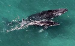 豪の海で女性が母クジラのヒレに打たれケガ、子供を守ろうとする