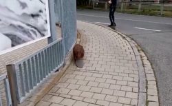 平べったい尻尾に、よちよち歩き…ドイツの街に野生のビーバーが現れる