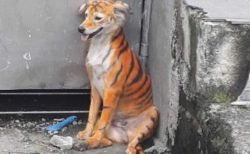 保護団体も怒り心頭！マレーシアでトラ模様に塗られた犬が見つかる