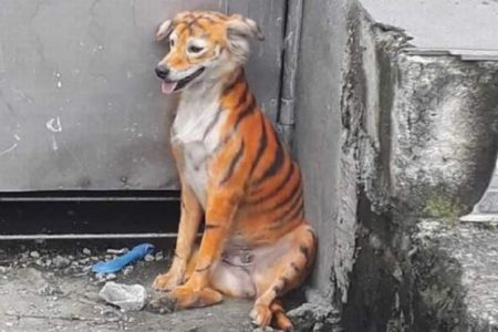 保護団体も怒り心頭！マレーシアでトラ模様に塗られた犬が見つかる