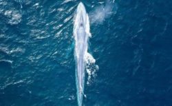 めったに沿岸部に姿を現さないシロナガスクジラ、豪の近海で目撃される【動画】