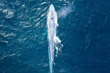 めったに沿岸部に姿を現さないシロナガスクジラ、豪の近海で目撃される【動画】