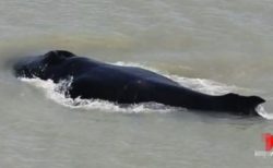 オーストラリアでワニが多く集まる川に、ザトウクジラが迷い込む