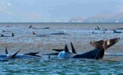 豪タスマニア島の浅瀬に270頭のクジラが漂着、すでに3分の1が死んだか
