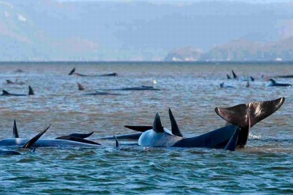 豪タスマニア島の浅瀬に270頭のクジラが漂着、すでに3分の1が死んだか