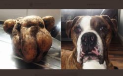 イギリスで掘り出された大きなジャガイモ、飼っている犬にそっくりだった！