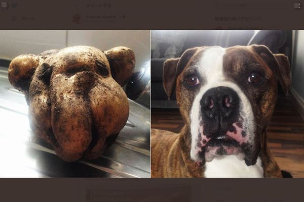 イギリスで掘り出された大きなジャガイモ、飼っている犬にそっくりだった！