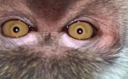 マレーシアで動物が自撮り？盗まれたスマホを見たらサルの顔写真が！