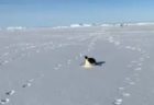 南極探検隊のあとをつけてくる皇帝ペンギン、お腹で氷を滑る姿がかわいい