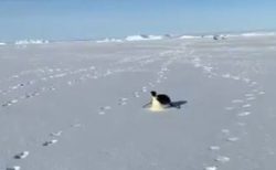 南極探検隊のあとをつけてくる皇帝ペンギン、お腹で氷を滑る姿がかわいい