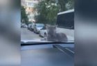 ボンネットの上にいたネコ、車が動き出しても乗り続けてしまう【動画】