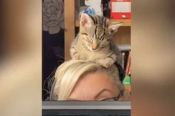 ビデオ会議中の女性の頭で、うたた寝してしまう子猫がかわいい