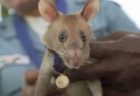 カンボジアの地雷除去に貢献したネズミを表彰、驚異の能力で住民らを救う