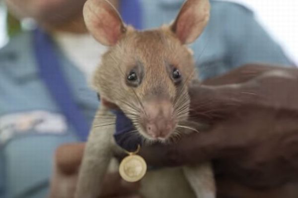 カンボジアの地雷除去に貢献したネズミを表彰、驚異の能力で住民らを救う