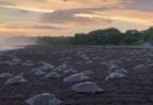 コスタリカのビーチに無数のウミガメ、出産のために集まった姿が圧巻【動画】