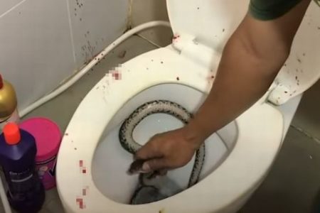 タイでトイレに座った男性、突然便器の中にいたヘビに性器を咬まれてしまう