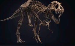 ティラノサウルスの骨格丸ごと、クリスティーズのオークションに