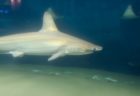 コロナワクチンのために50万匹のサメが殺される、と動物保護団体が警鐘