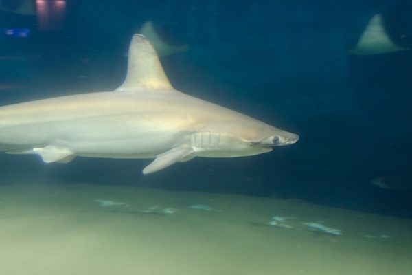 コロナワクチンのために50万匹のサメが殺される、と動物保護団体が警鐘