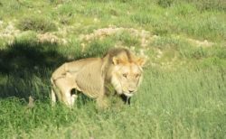 撃たれるために育てられたライオン、NGOが南アの農場から10頭を保護