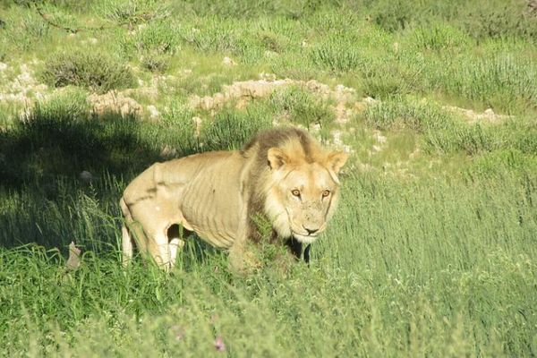 撃たれるために育てられたライオン、NGOが南アの農場から10頭を保護