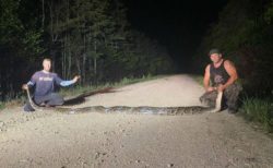 米のフロリダ州で巨大なヘビを捕獲、州の記録を塗り替える【動画】