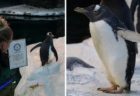 動物園で飼育されている最高齢のペンギン、その年齢はなんと41歳だった！