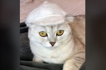 ネコの毛を使って、可愛い帽子をつくるTikTokの動画が話題に