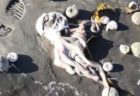 カムチャッカ半島で海洋生物が謎の大量死、ビーチに多数の死骸が漂着【動画】