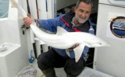 珍しい全身が真っ白なサメ、イギリスの沖合で釣り人が捕獲