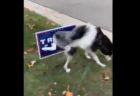 犬はトランプ大統領が嫌い？選挙用の看板におしっこする動画が話題に