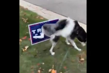 犬はトランプ大統領が嫌い？選挙用の看板におしっこする動画が話題に