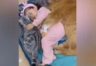 ネコを抱き、犬に囲まれてお昼寝する、かわいい少女の動画が話題に