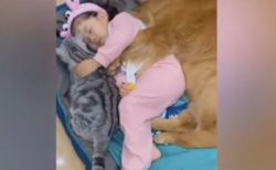 ネコを抱き、犬に囲まれてお昼寝する、かわいい少女の動画が話題に