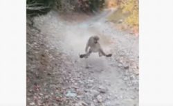 アメリカで男性が野生のクーガーに遭遇、6分間も後をつけられる【動画】